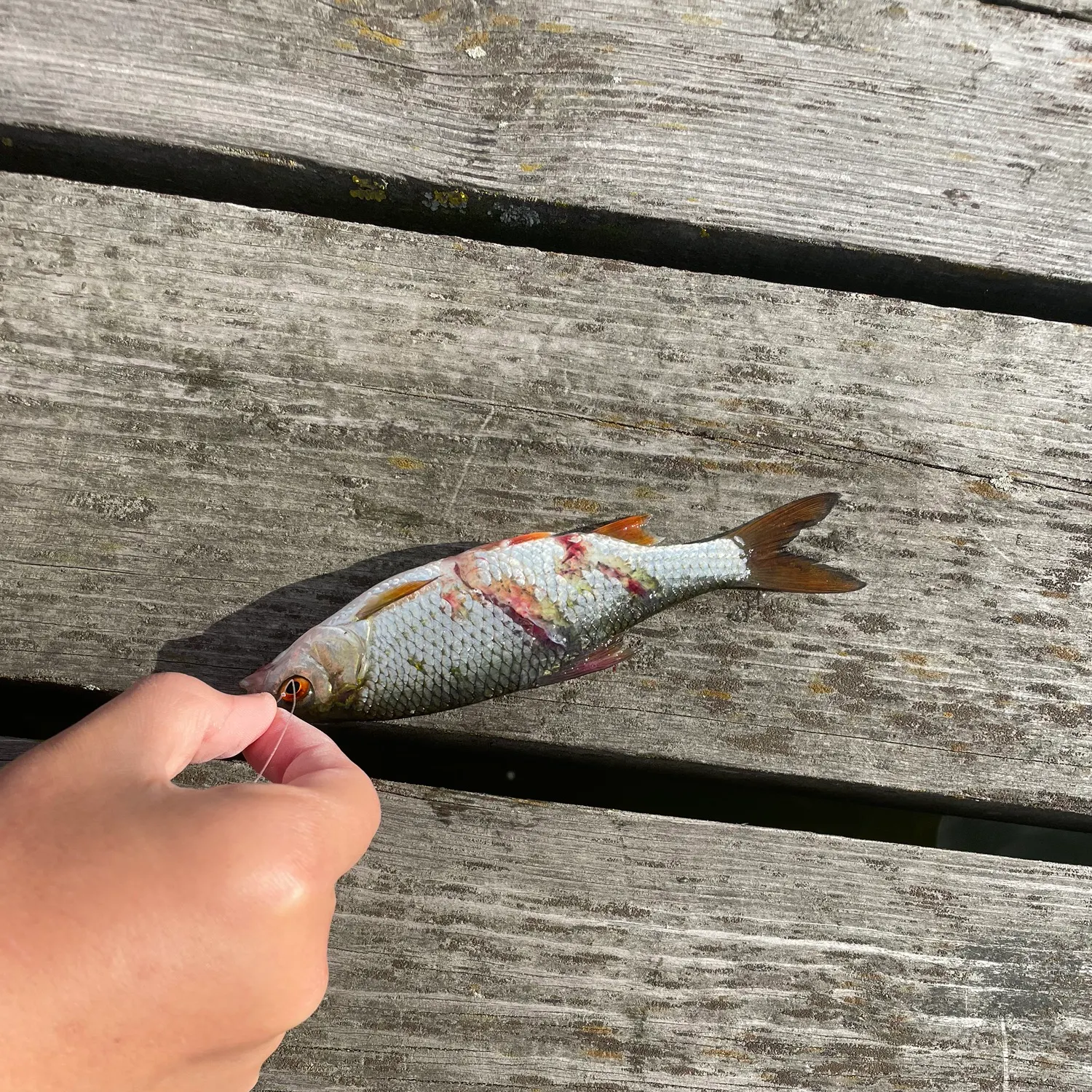 Common roach caught on Fishbrain