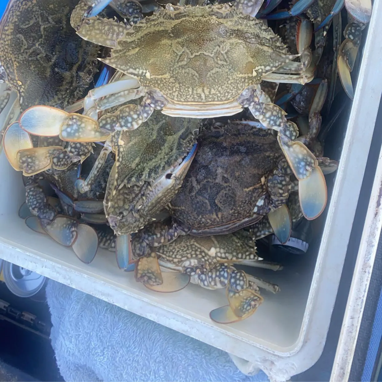 The most recent Blue swimmer crab catches on Fishbrain