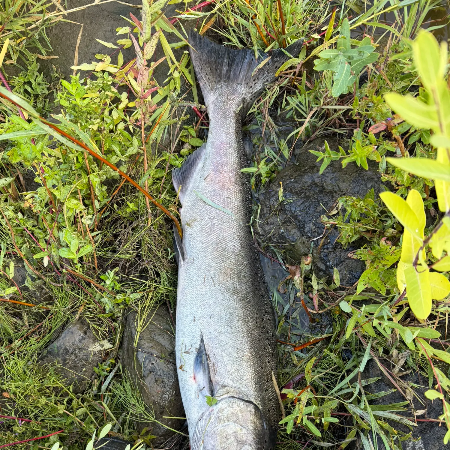 Chinook salmon caught on Fishbrain