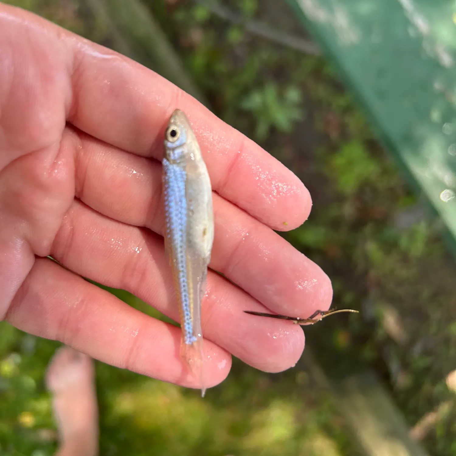 The most recent Mimic shiner catches on Fishbrain