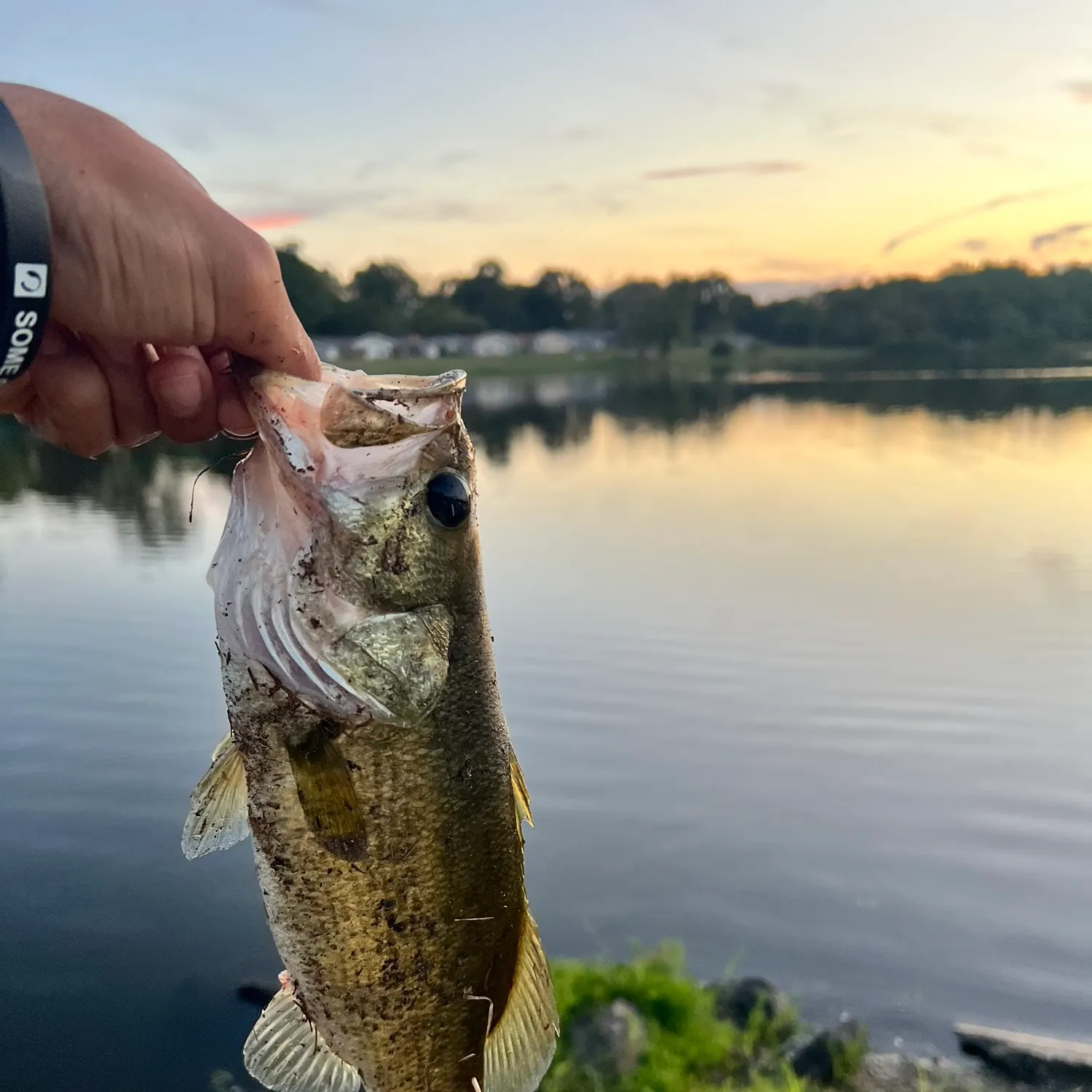 Fish caught on Fishbrain