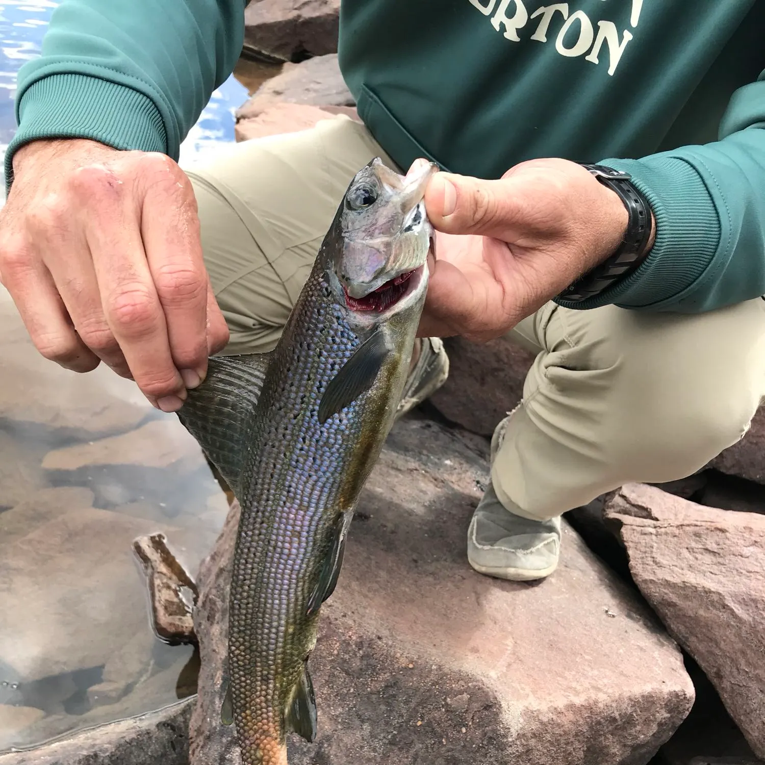 recently logged catches