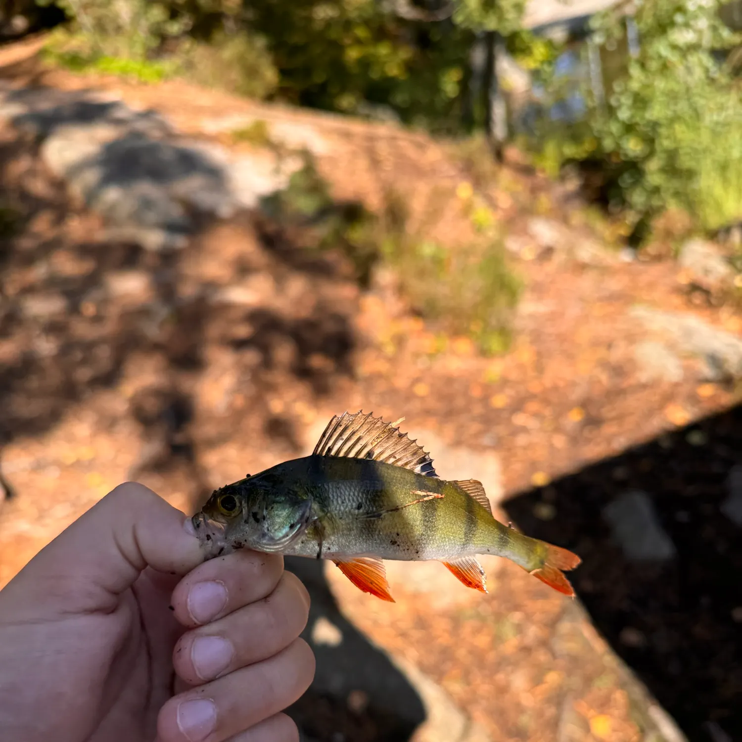 European perch caught on Fishbrain