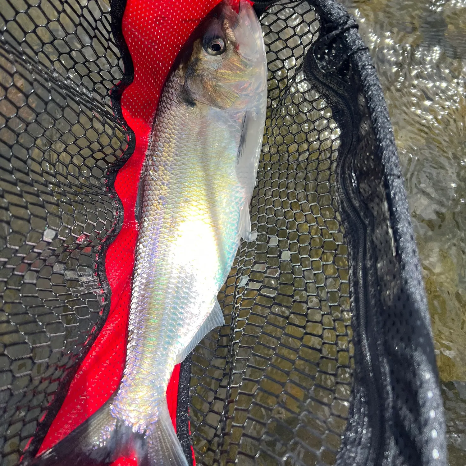 The most recent American shad catches on Fishbrain