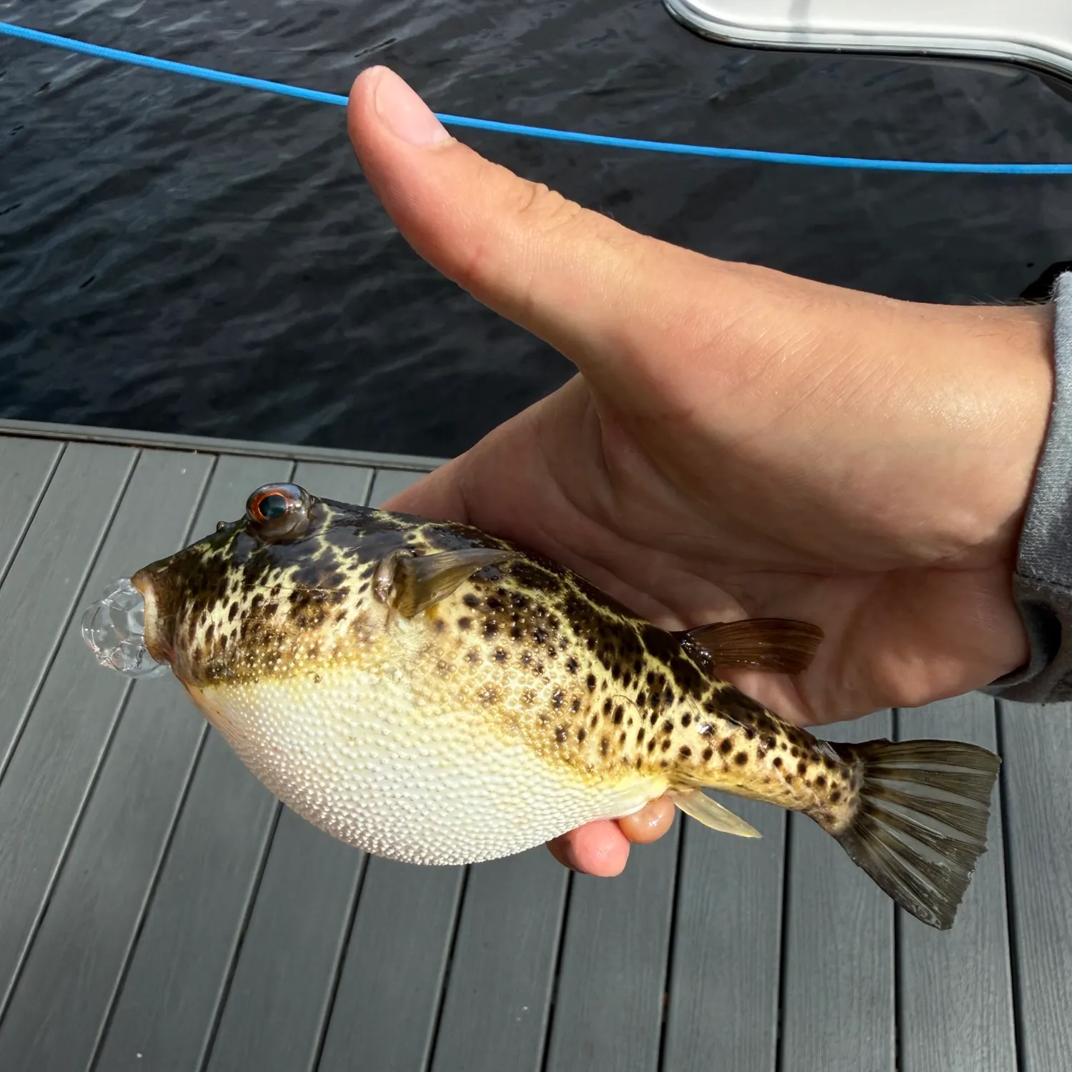 The most recent Checkered puffer catches on Fishbrain