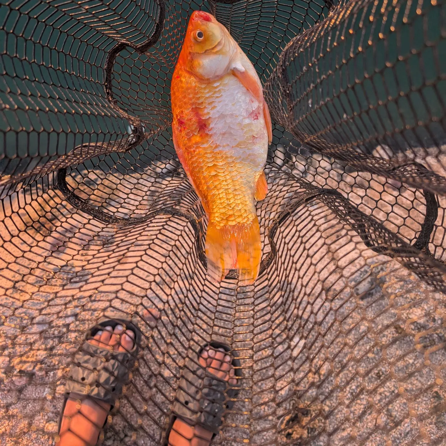 The most recent Goldfish catches on Fishbrain