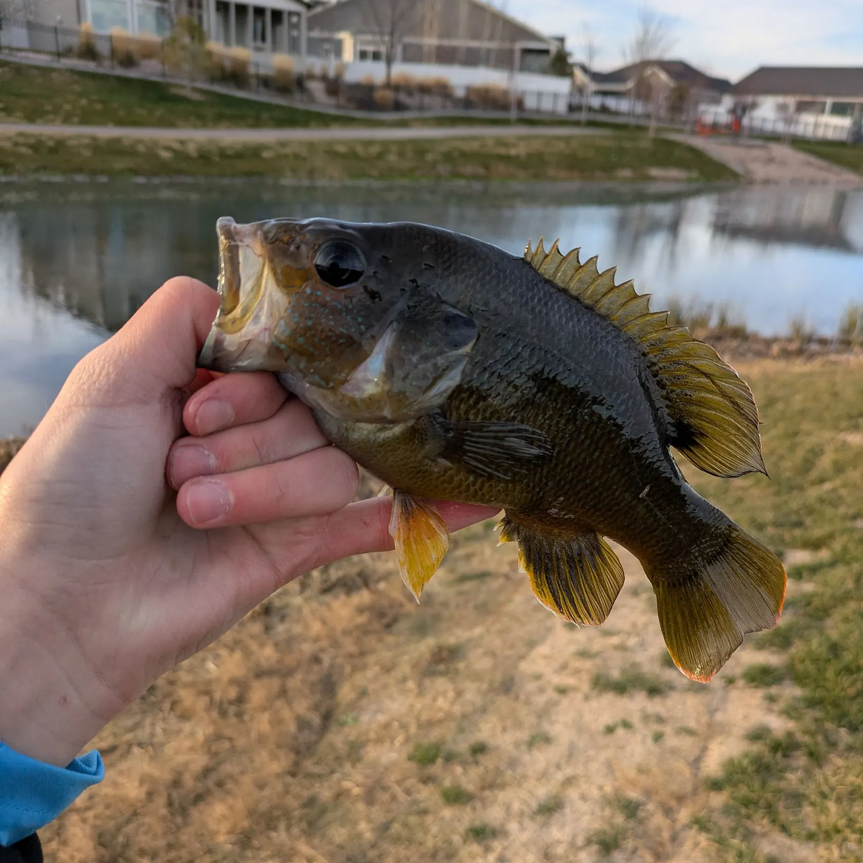 The most recent Green sunfish catches on Fishbrain