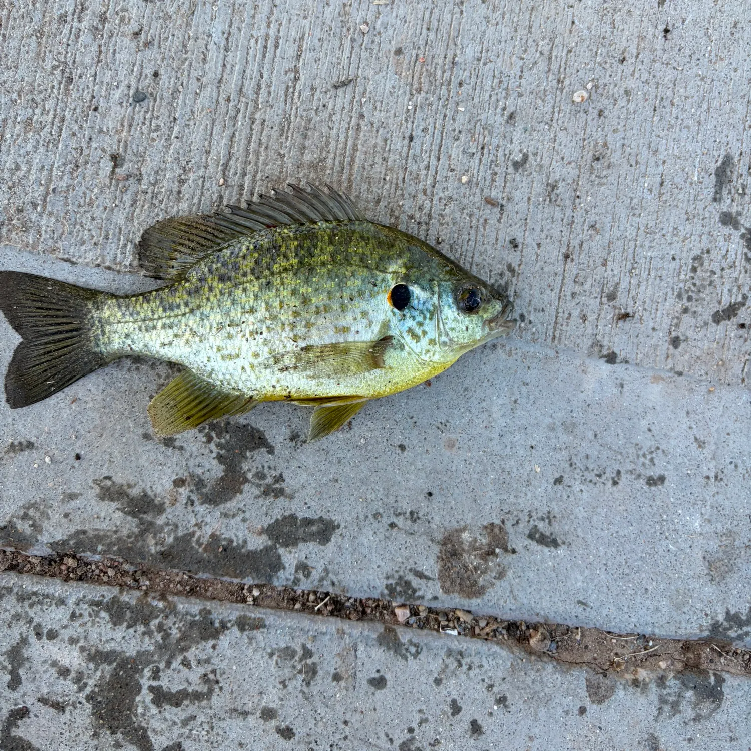 Grass carp caught on Fishbrain