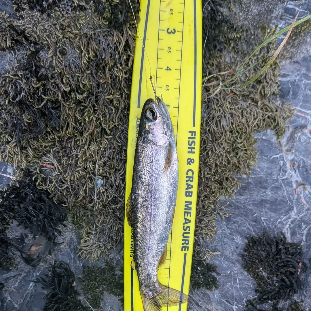 Rainbow trout caught on Fishbrain