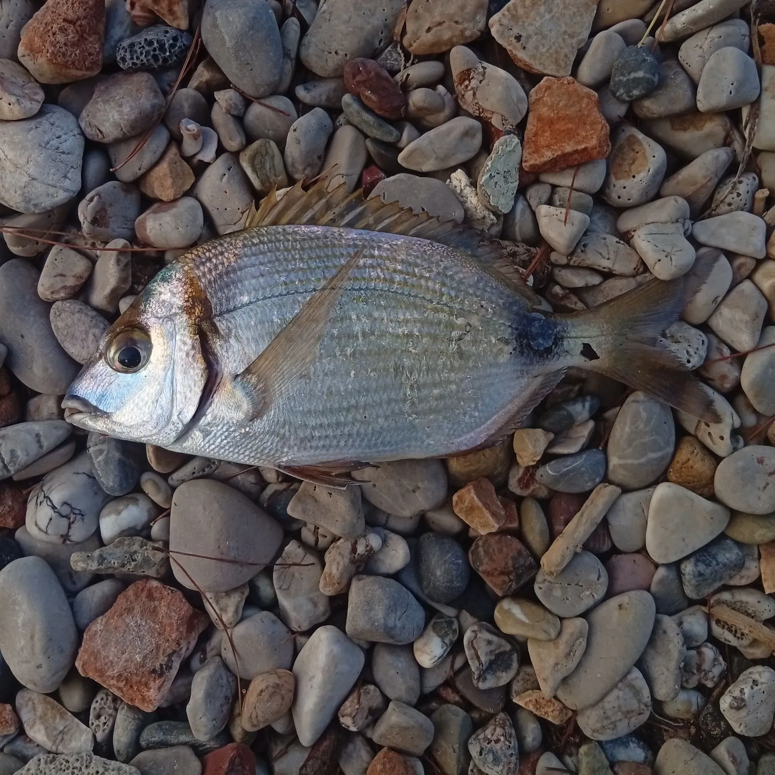 Common two-banded seabream caught on Fishbrain