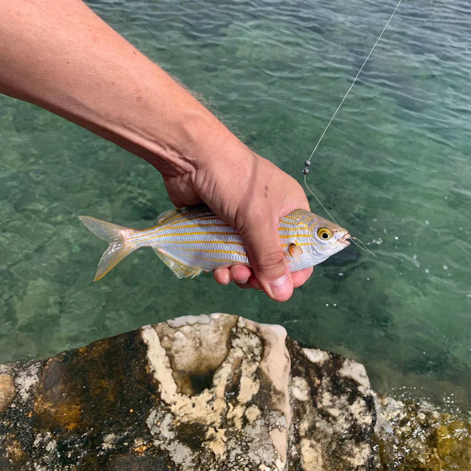 The most recent Axillary seabream catches on Fishbrain
