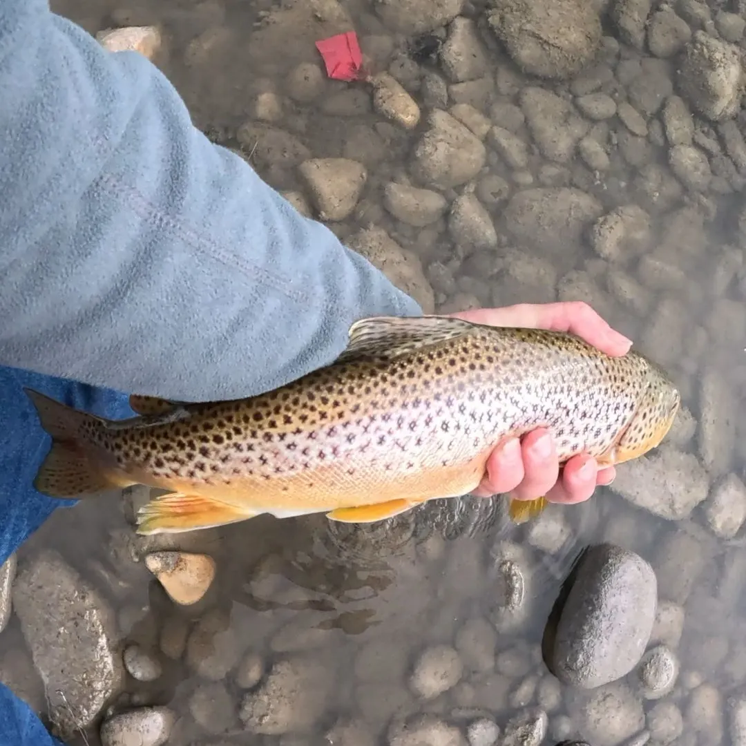 Brown trout caught on Fishbrain