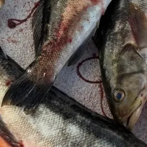 Kelp bass caught on Fishbrain