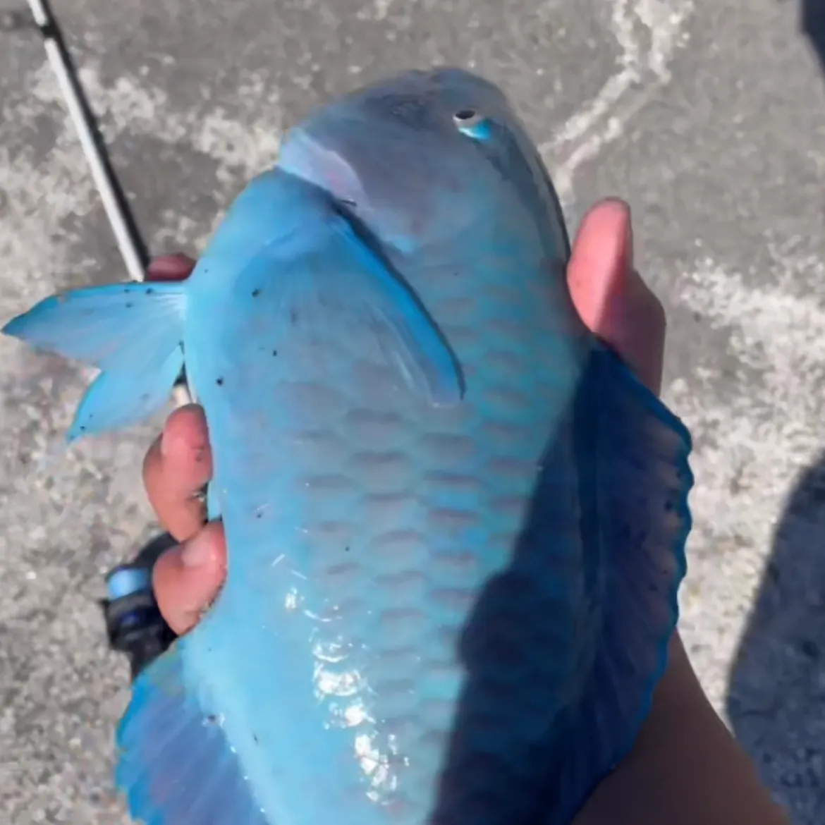 The most recent Blue parrotfish catches on Fishbrain