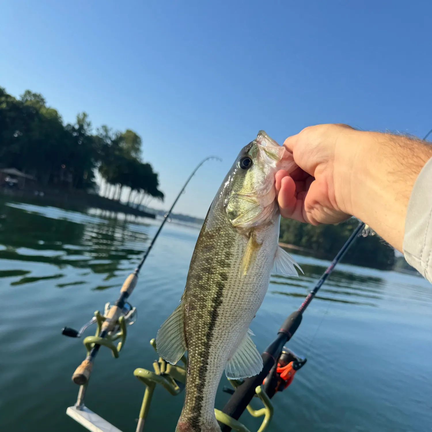 Spotted bass caught on Fishbrain