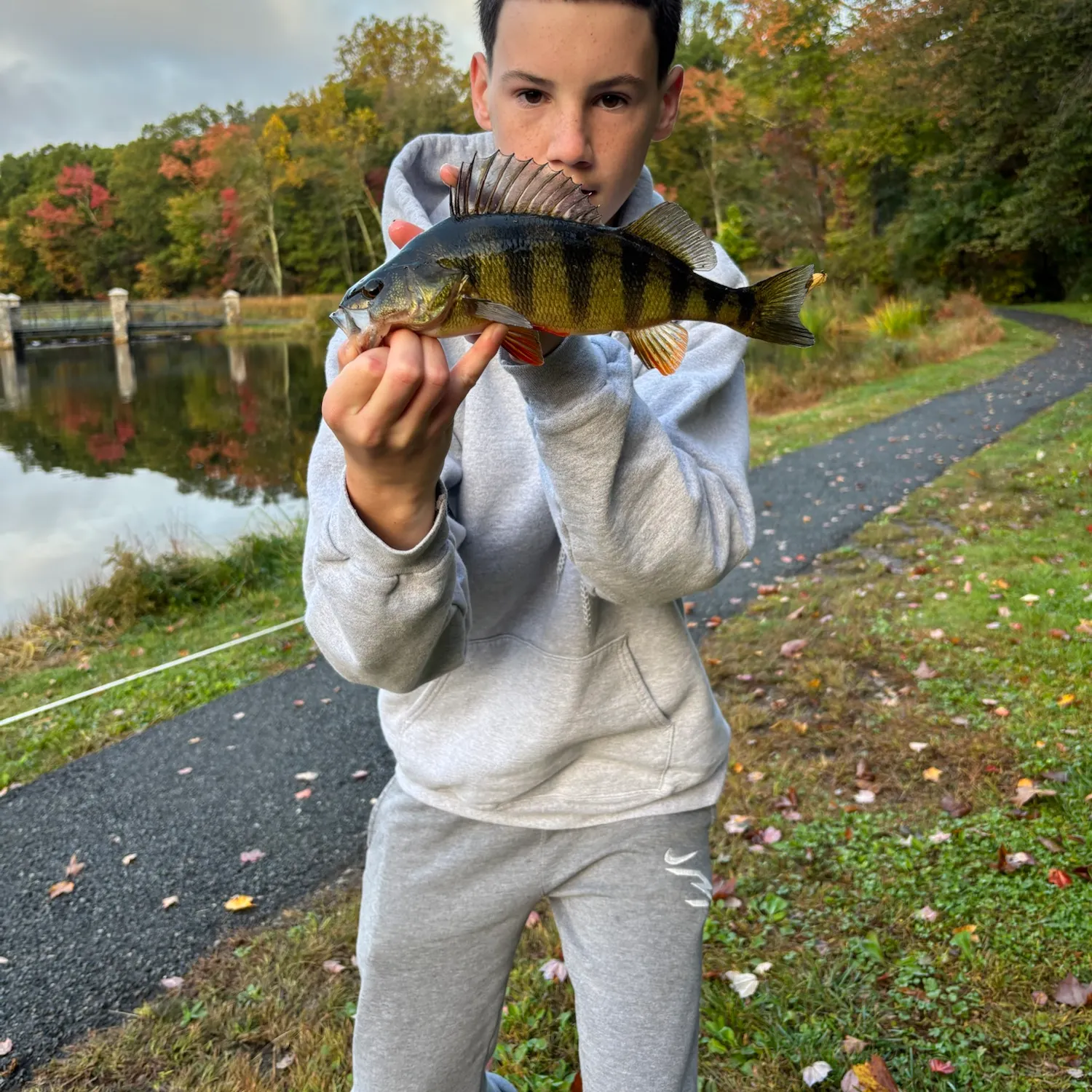 Yellow perch caught on Fishbrain