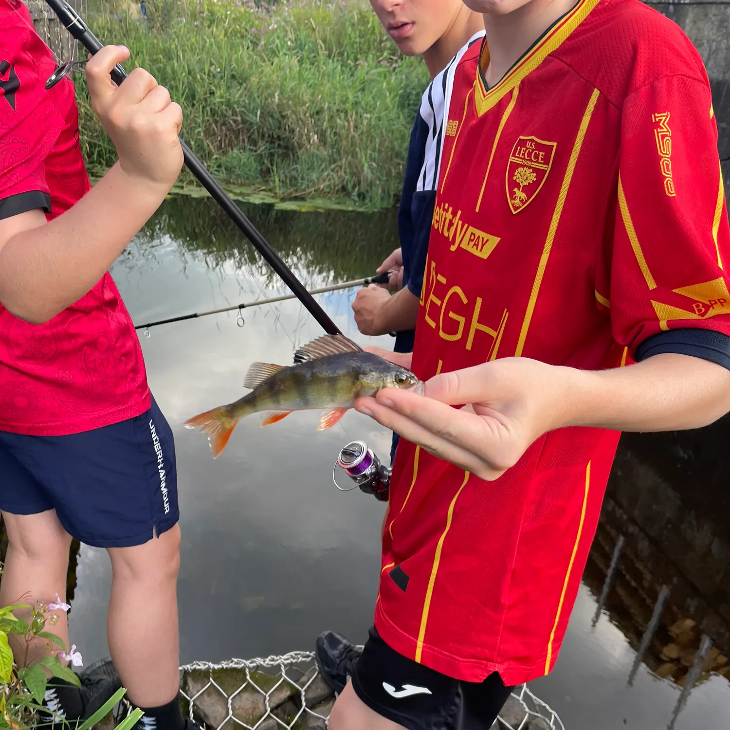 European perch caught on Fishbrain