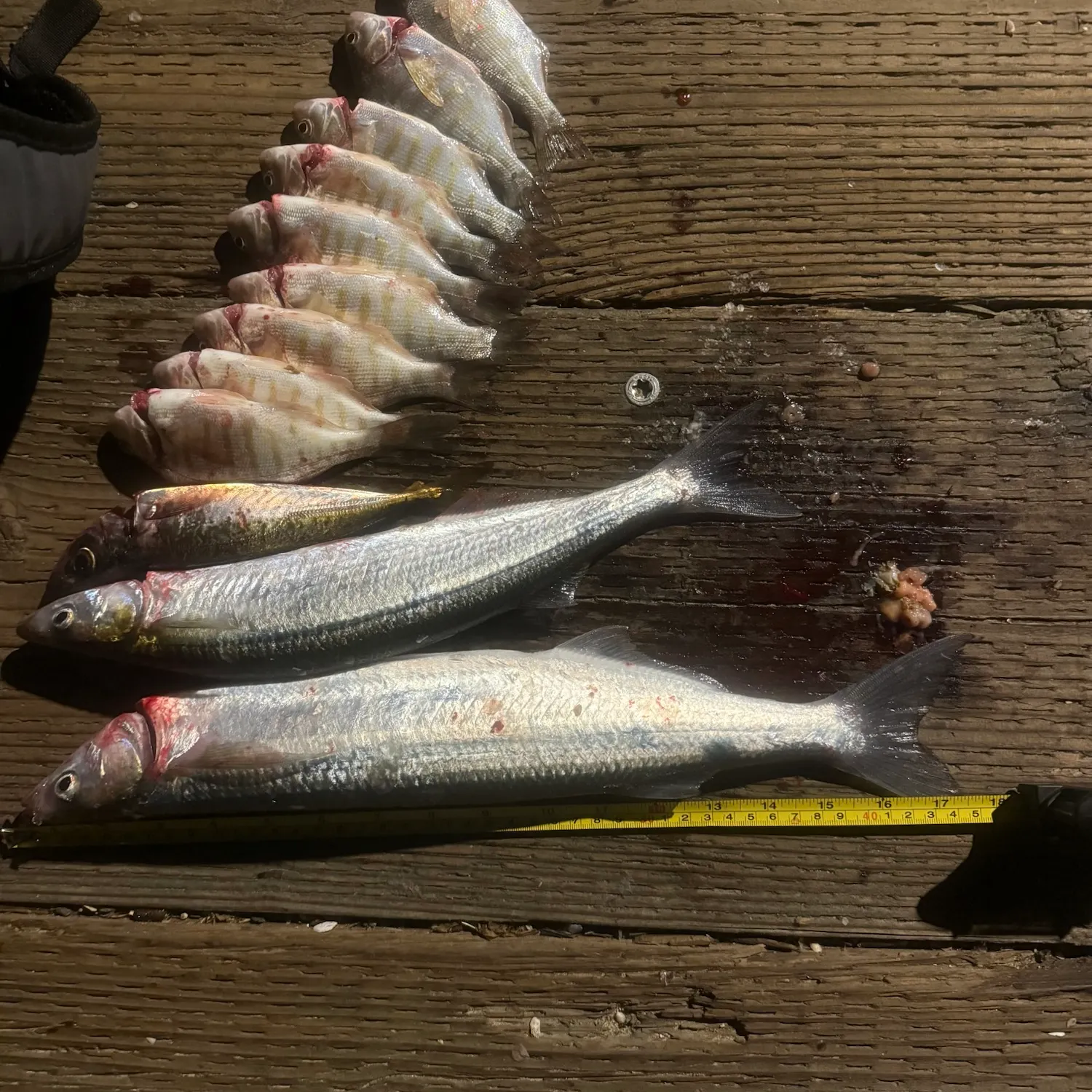 Jack smelt caught on Fishbrain