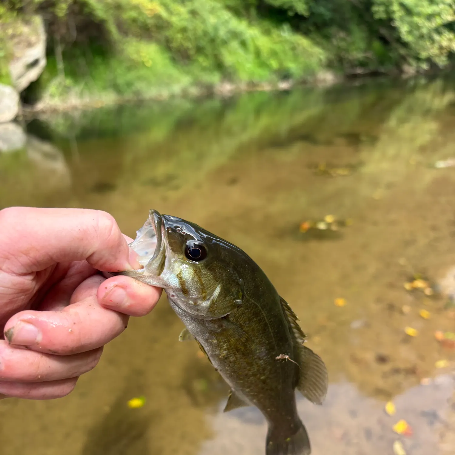 Smallmouth bass caught on Fishbrain