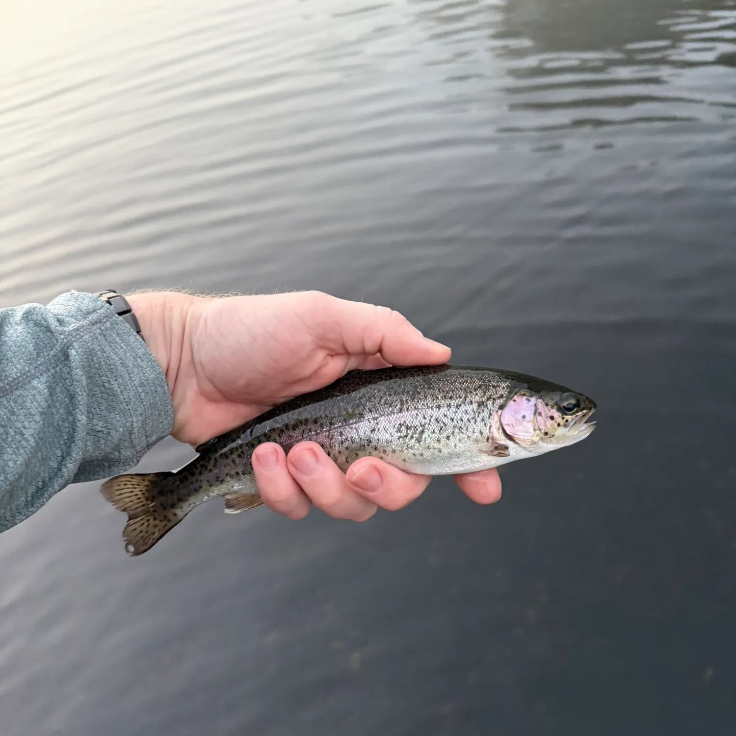 Rainbow trout caught on Fishbrain
