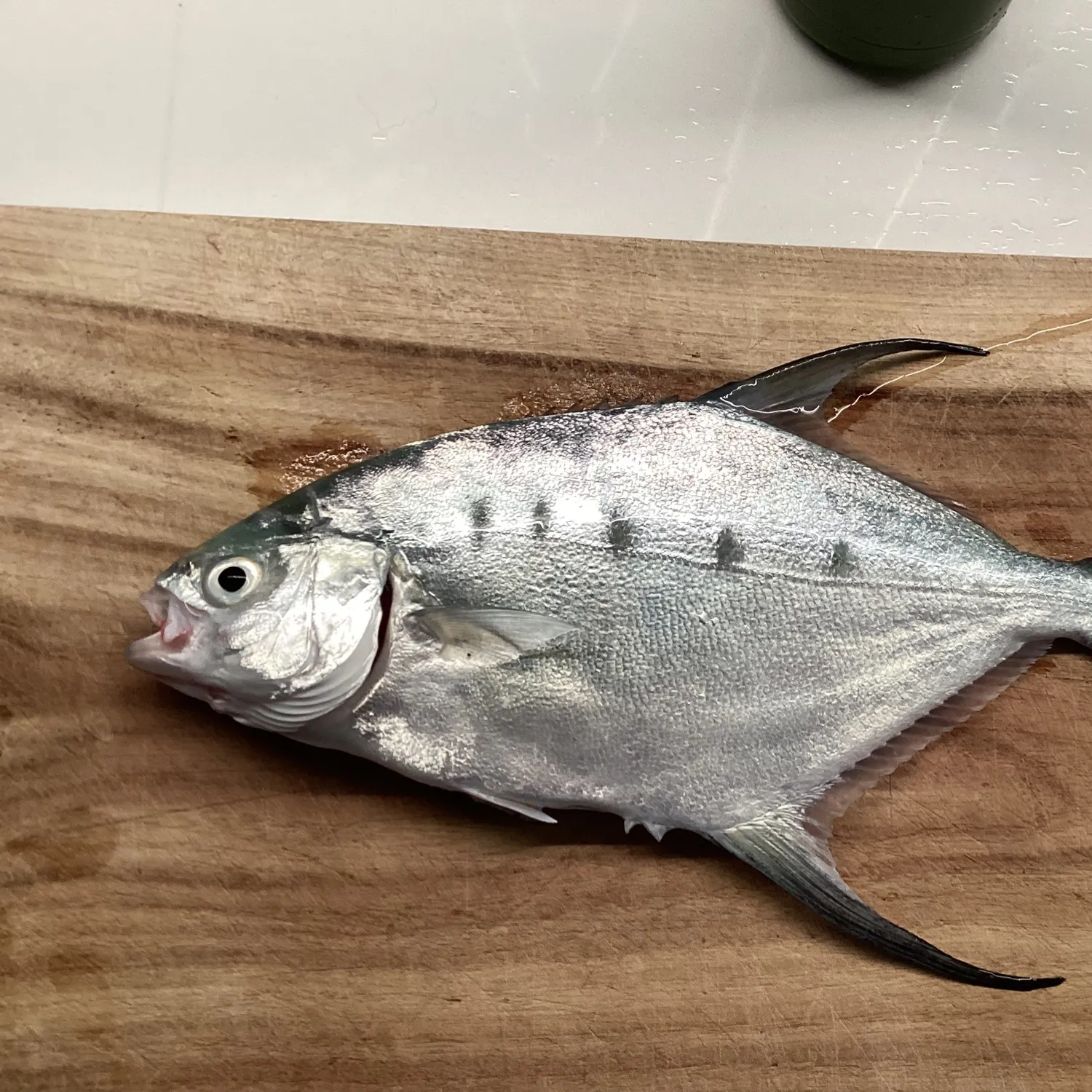 The most popular recent Swallowtail dart catch on Fishbrain