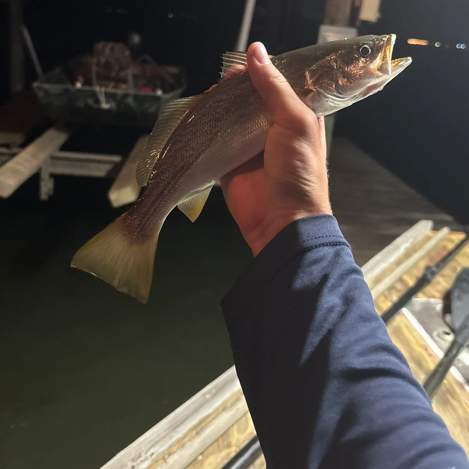 Gray weakfish caught on Fishbrain