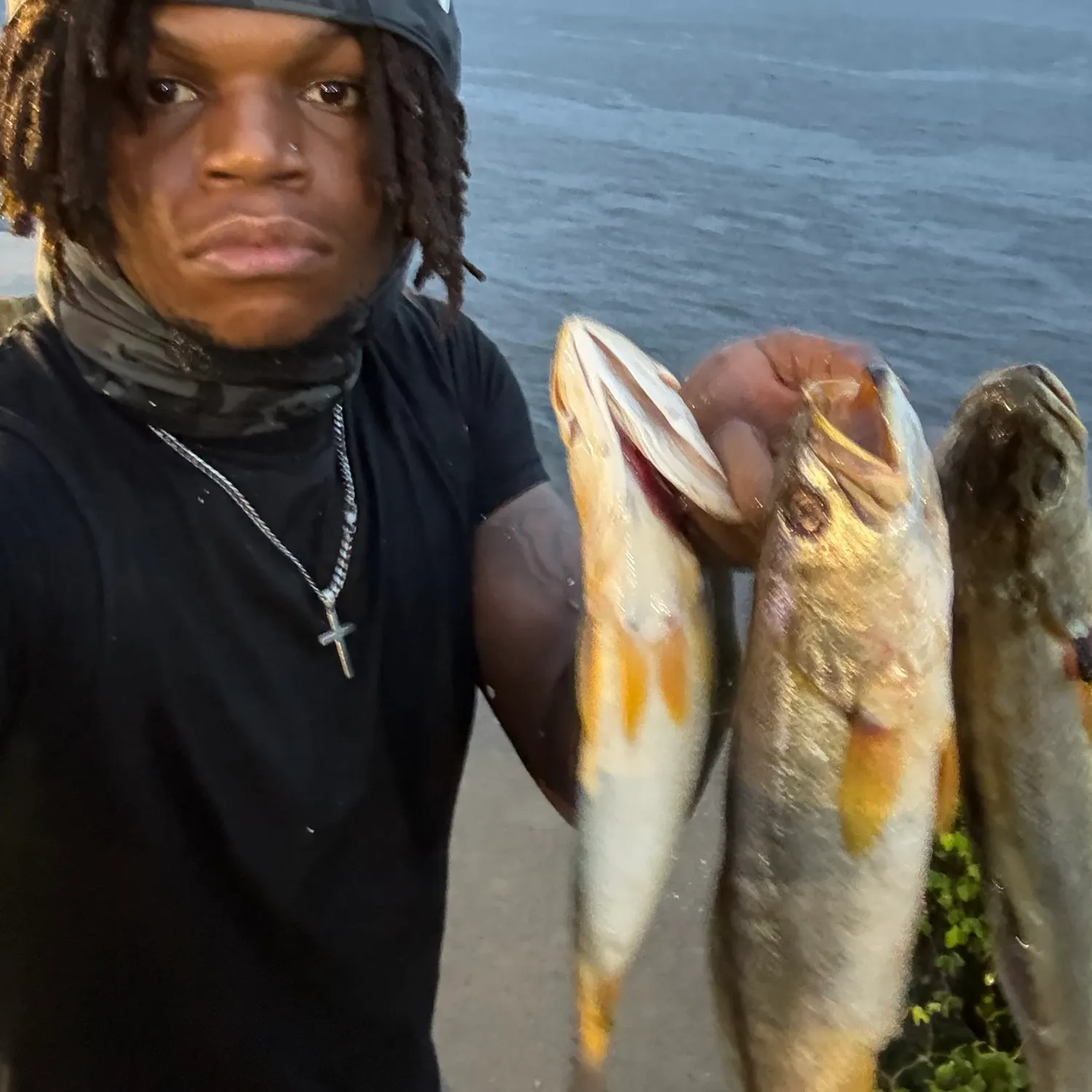 The most recent Sand seatrout catches on Fishbrain