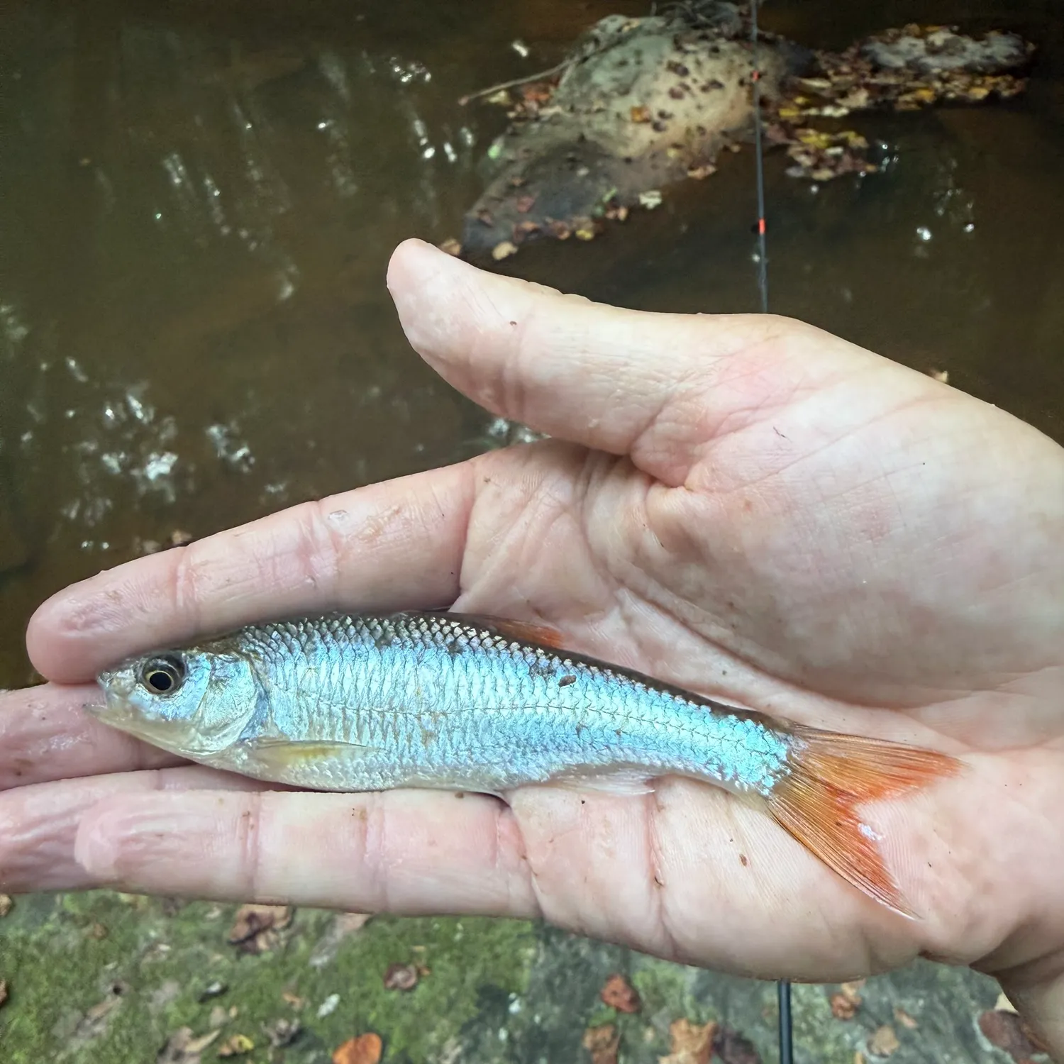 White shiner caught on Fishbrain