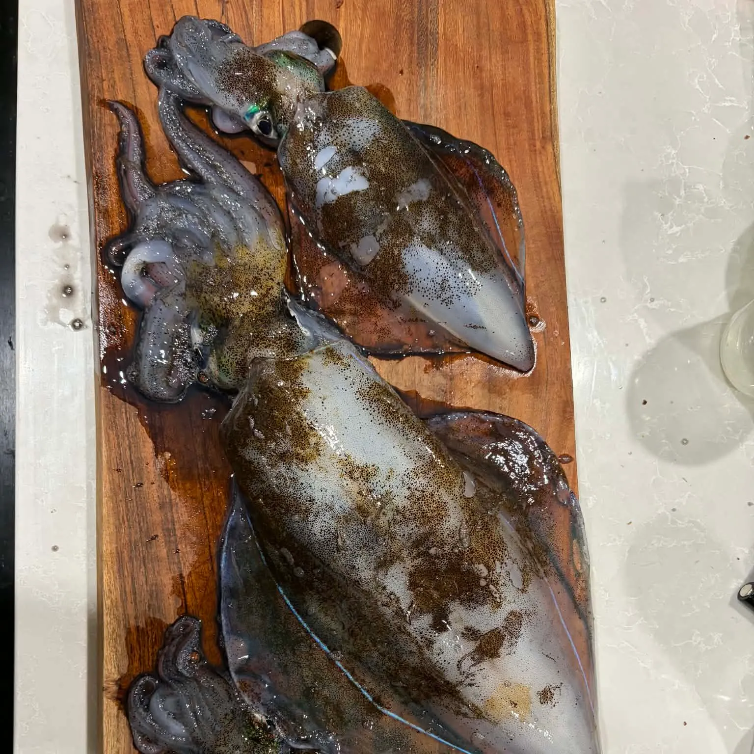 The most recent Southern calamari catches on Fishbrain