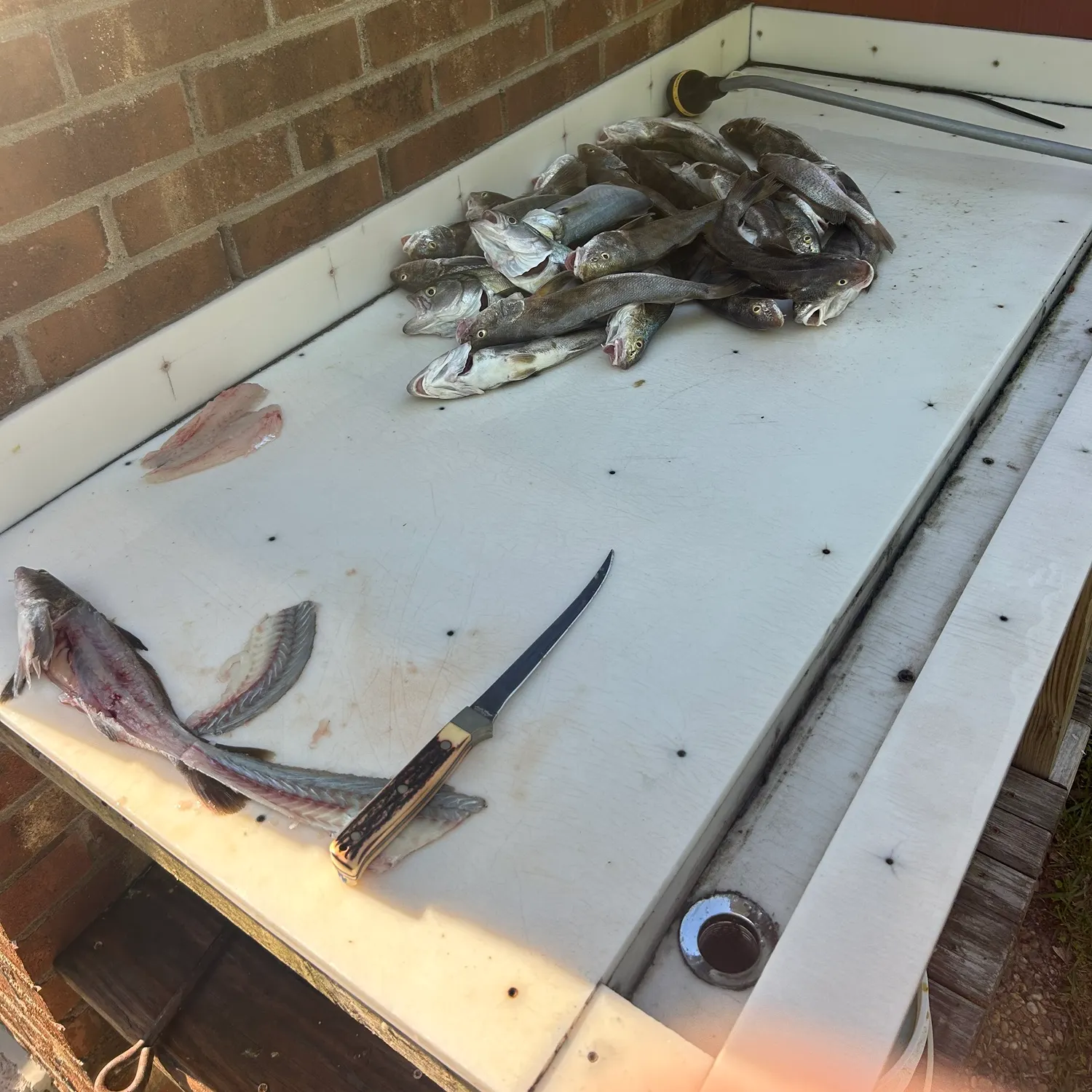 The most recent Southern kingcroaker catches on Fishbrain