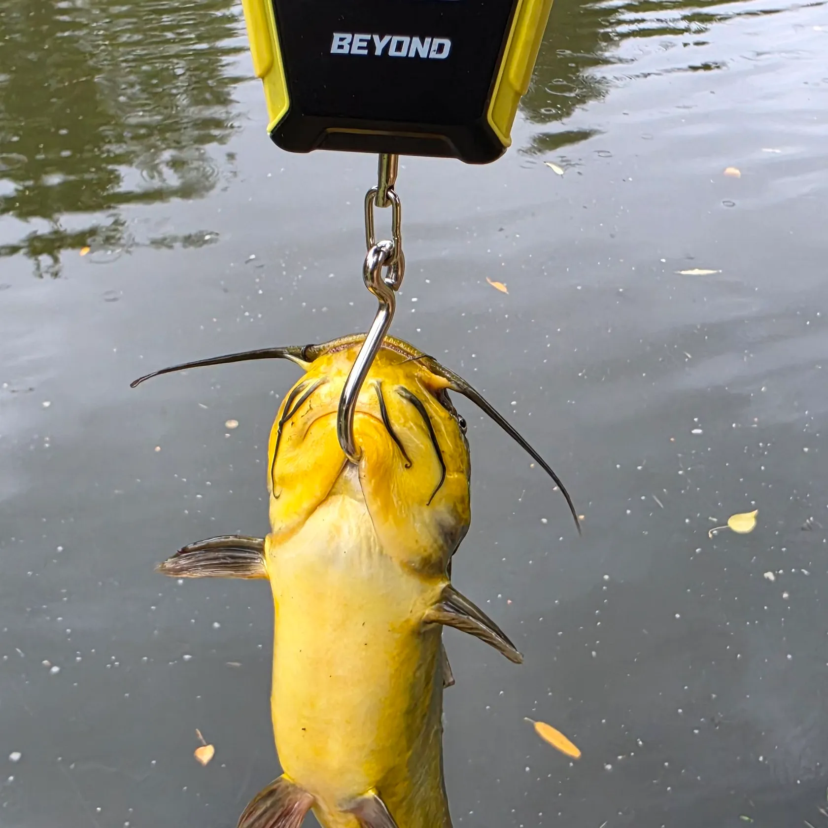 Yellow bullhead caught on Fishbrain
