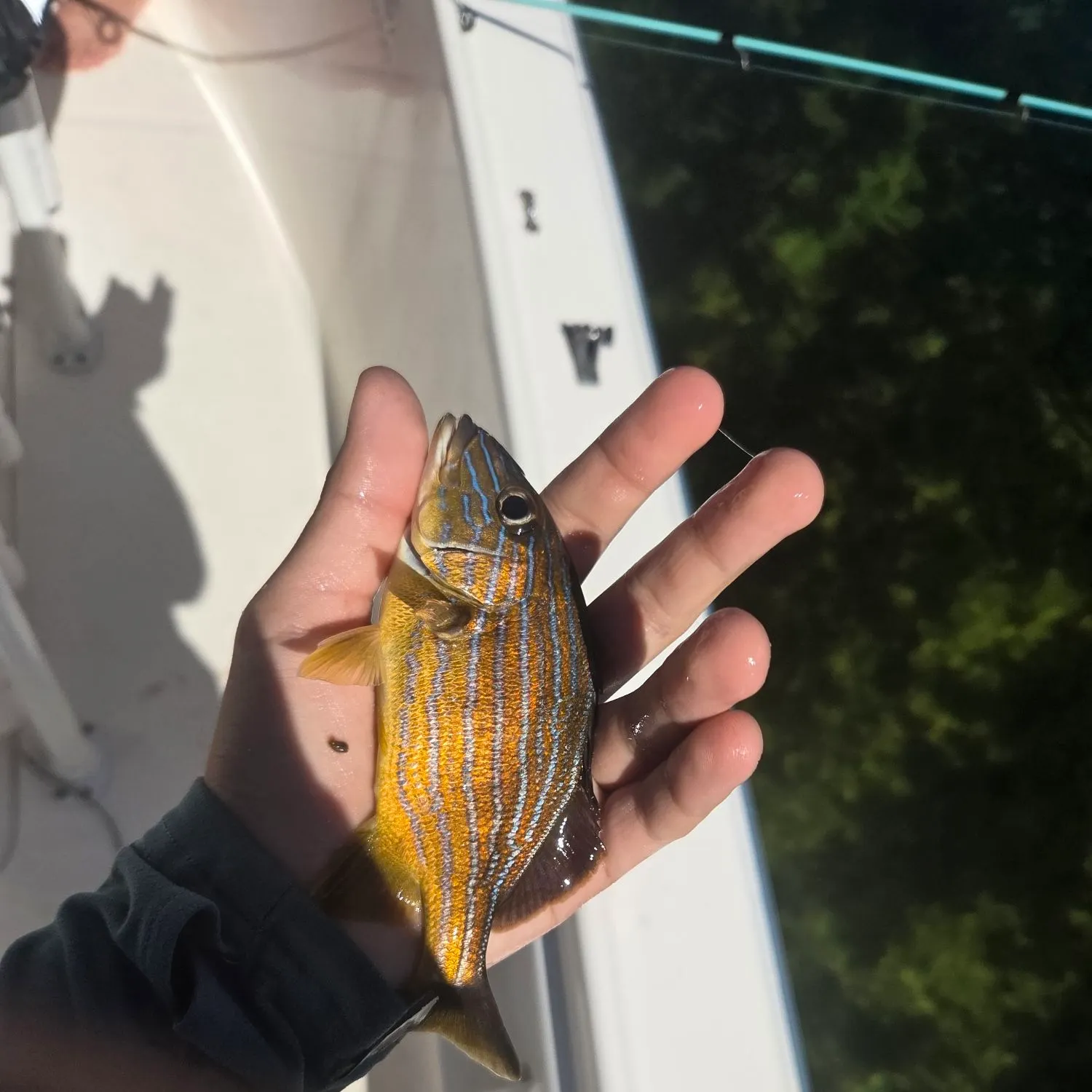 The most recent White grunt catches on Fishbrain