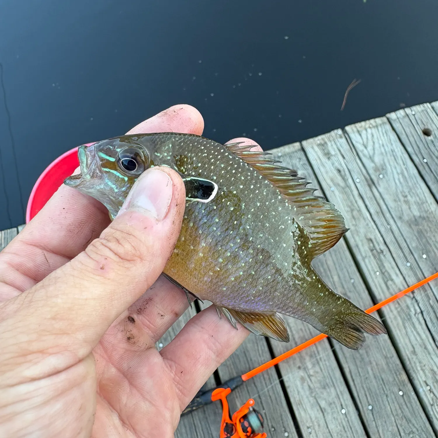 The most recent Dollar sunfish catches on Fishbrain