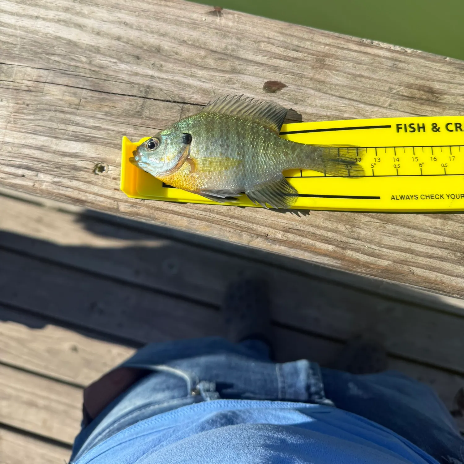 recently logged catches
