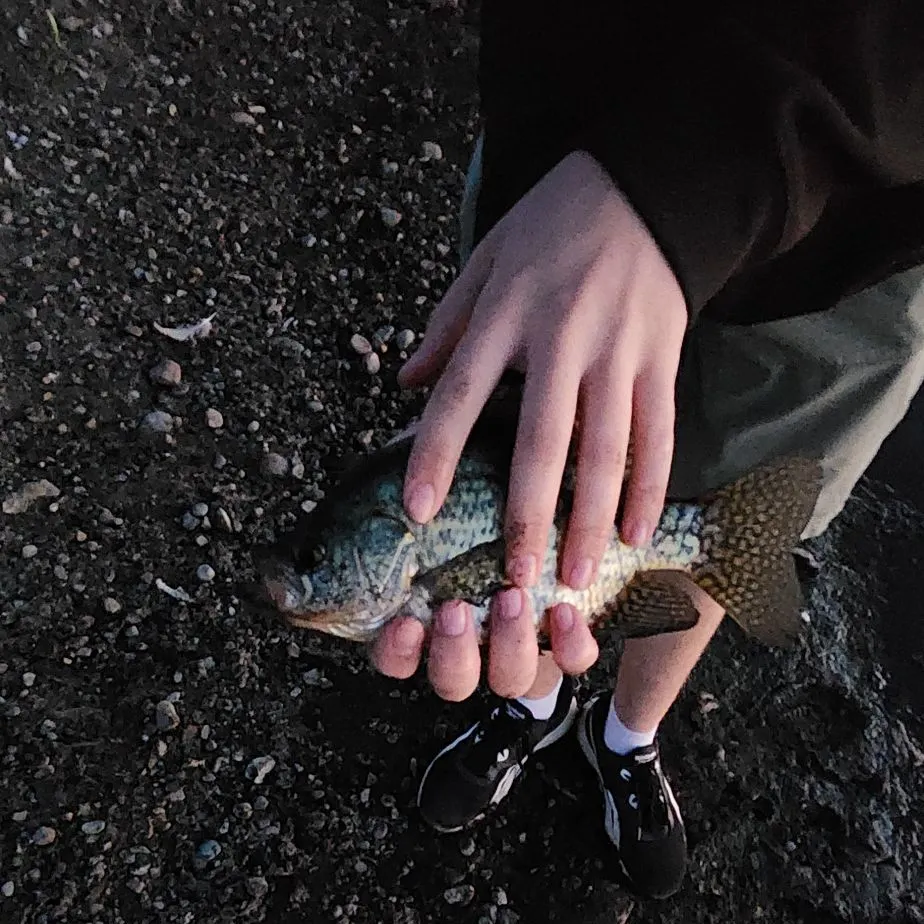 Black crappie caught on Fishbrain