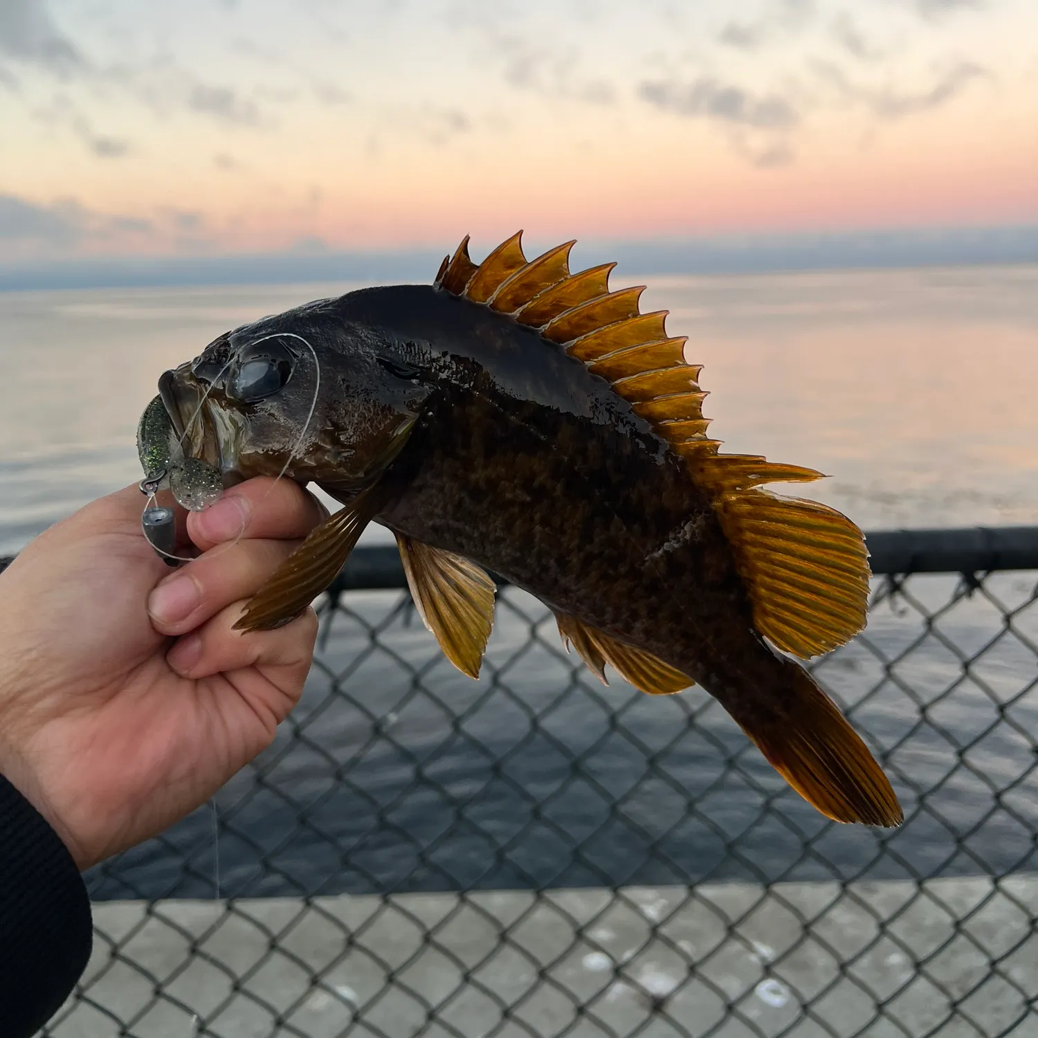 The most recent Kelp rockfish catches on Fishbrain