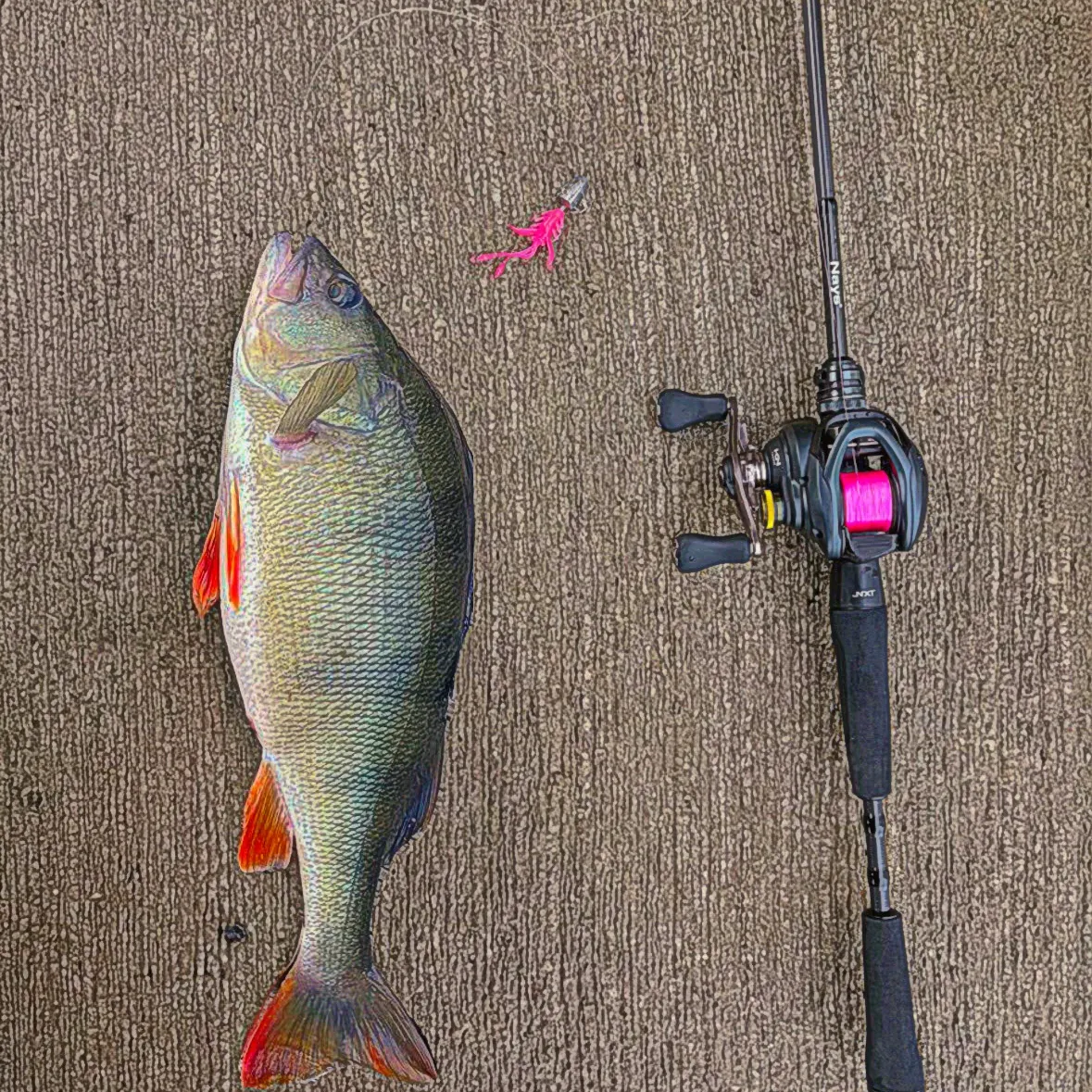European perch caught on Fishbrain