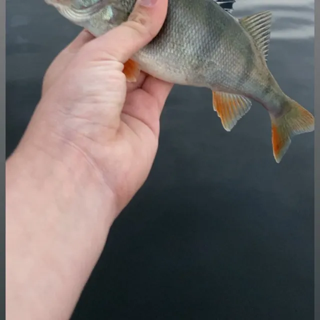 European perch caught on Fishbrain