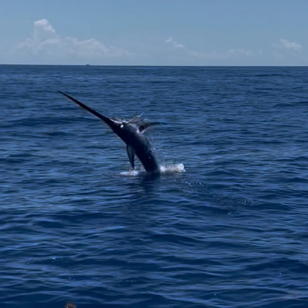 The most recent Swordfish catches on Fishbrain