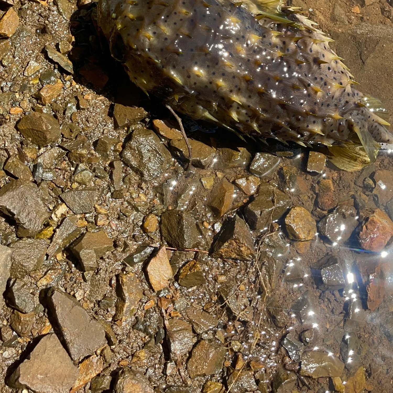 The most recent Evileye pufferfish catches on Fishbrain