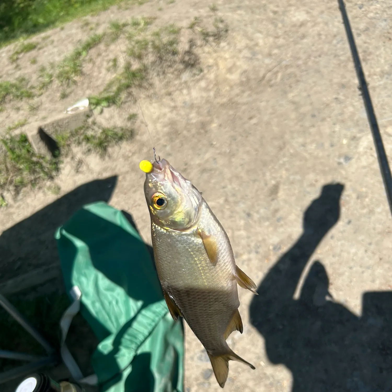 The most recent Ide catches on Fishbrain