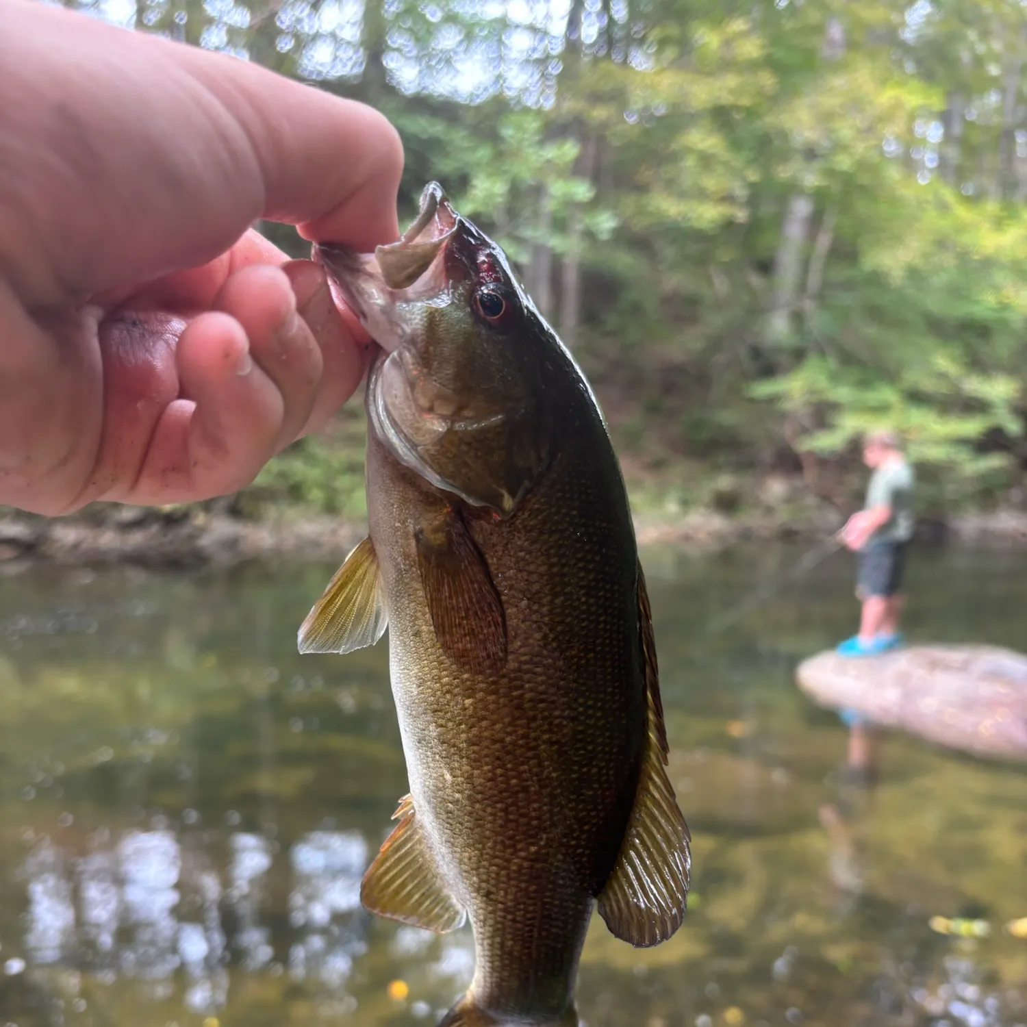 Smallmouth bass caught on Fishbrain