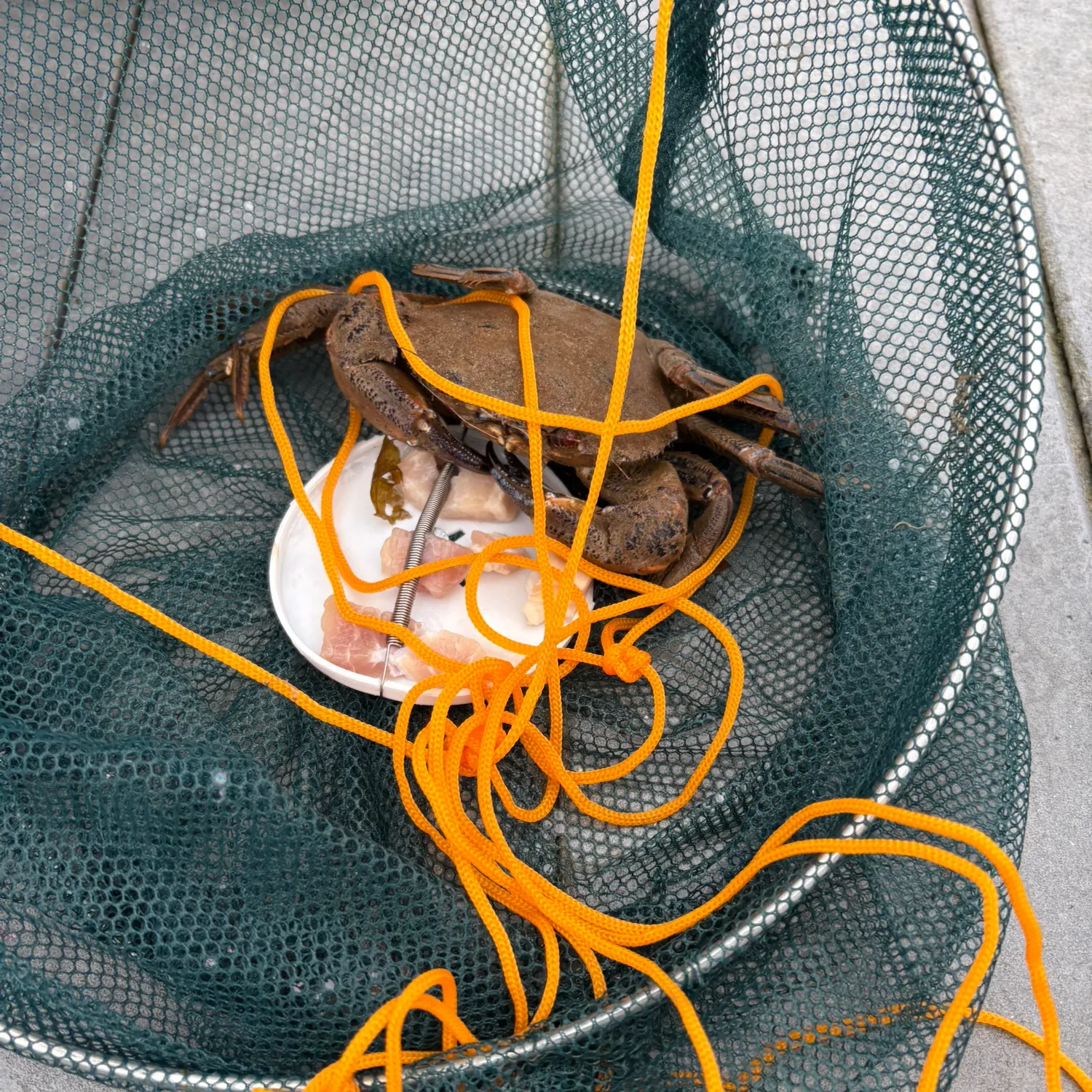 The most recent Jonah crab catches on Fishbrain