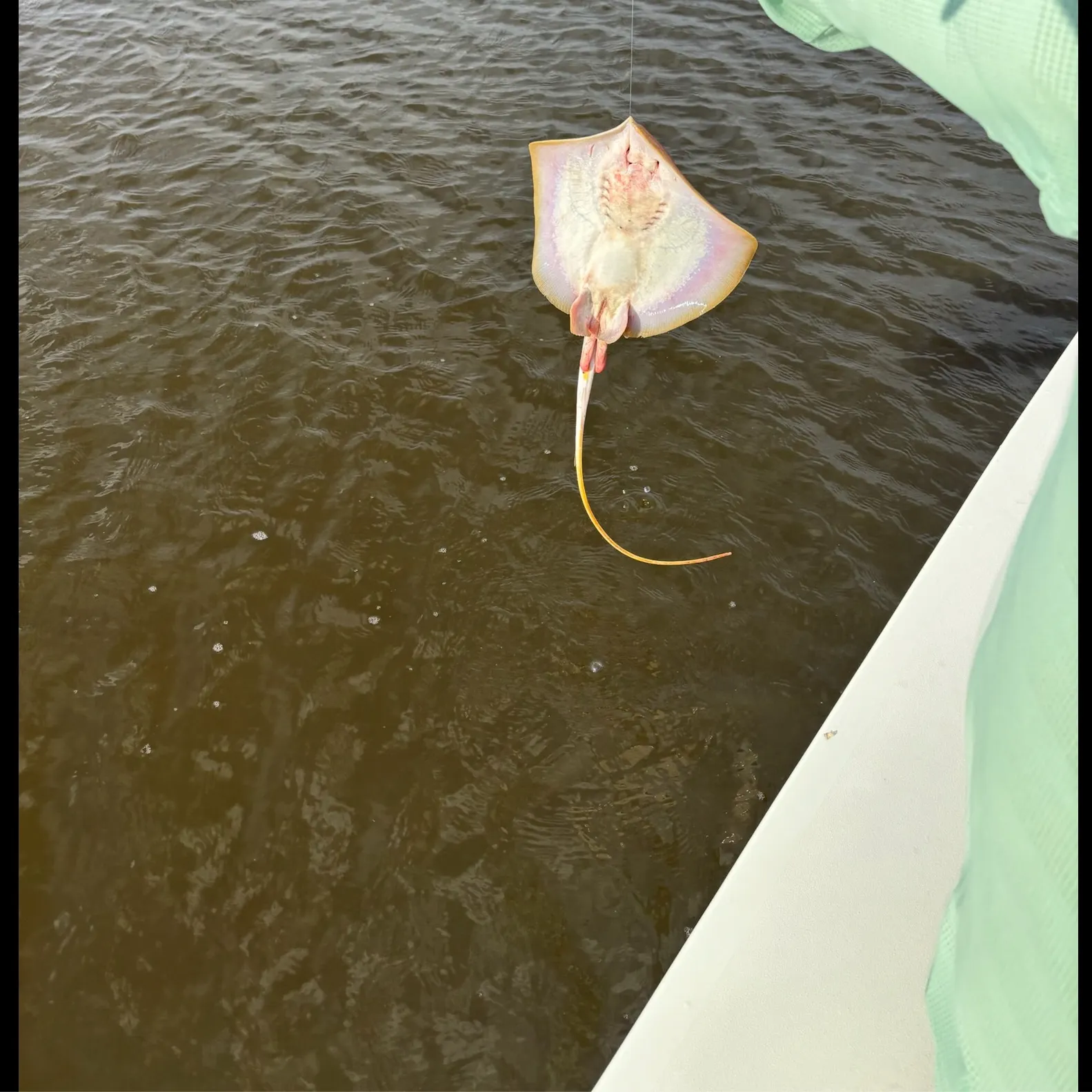 The most recent Atlantic stingray catches on Fishbrain
