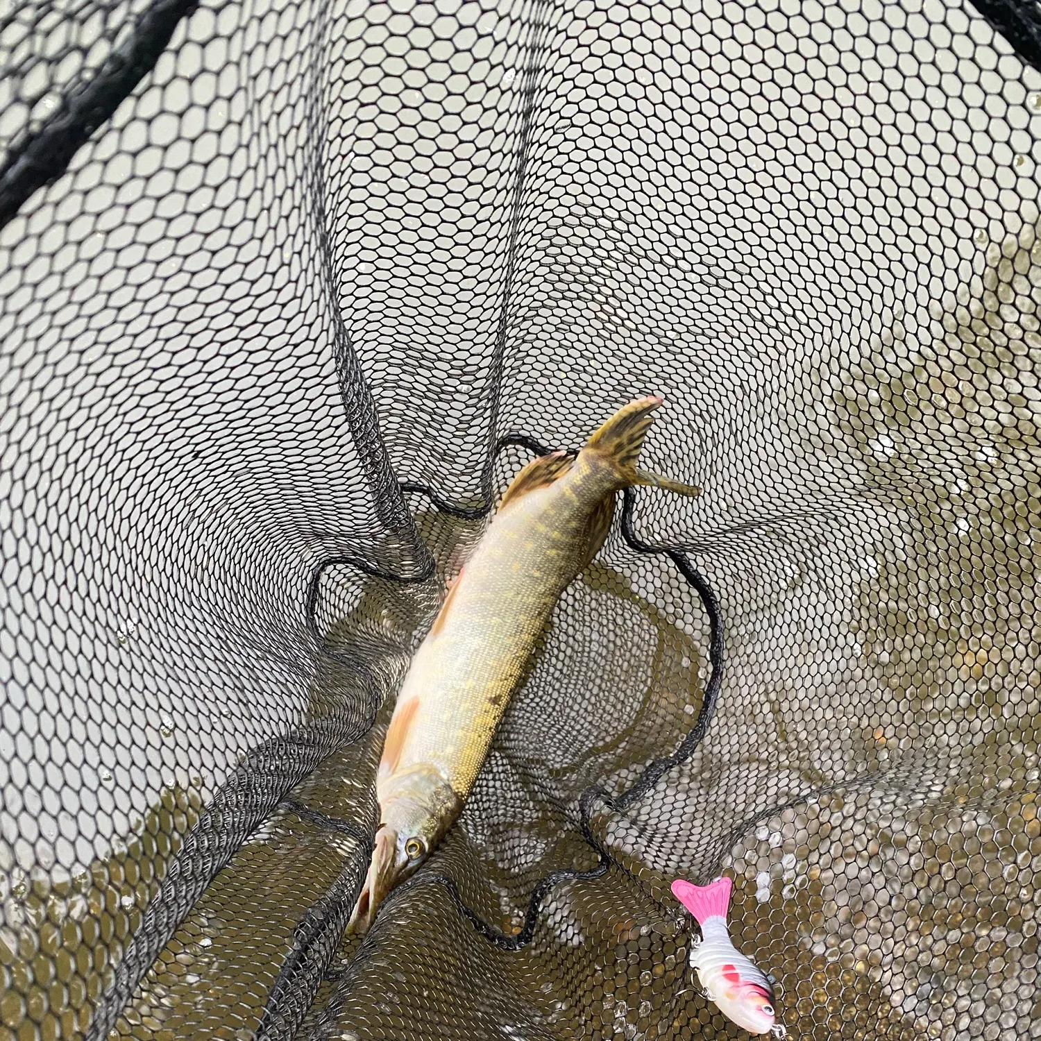 Northern pike caught on Fishbrain