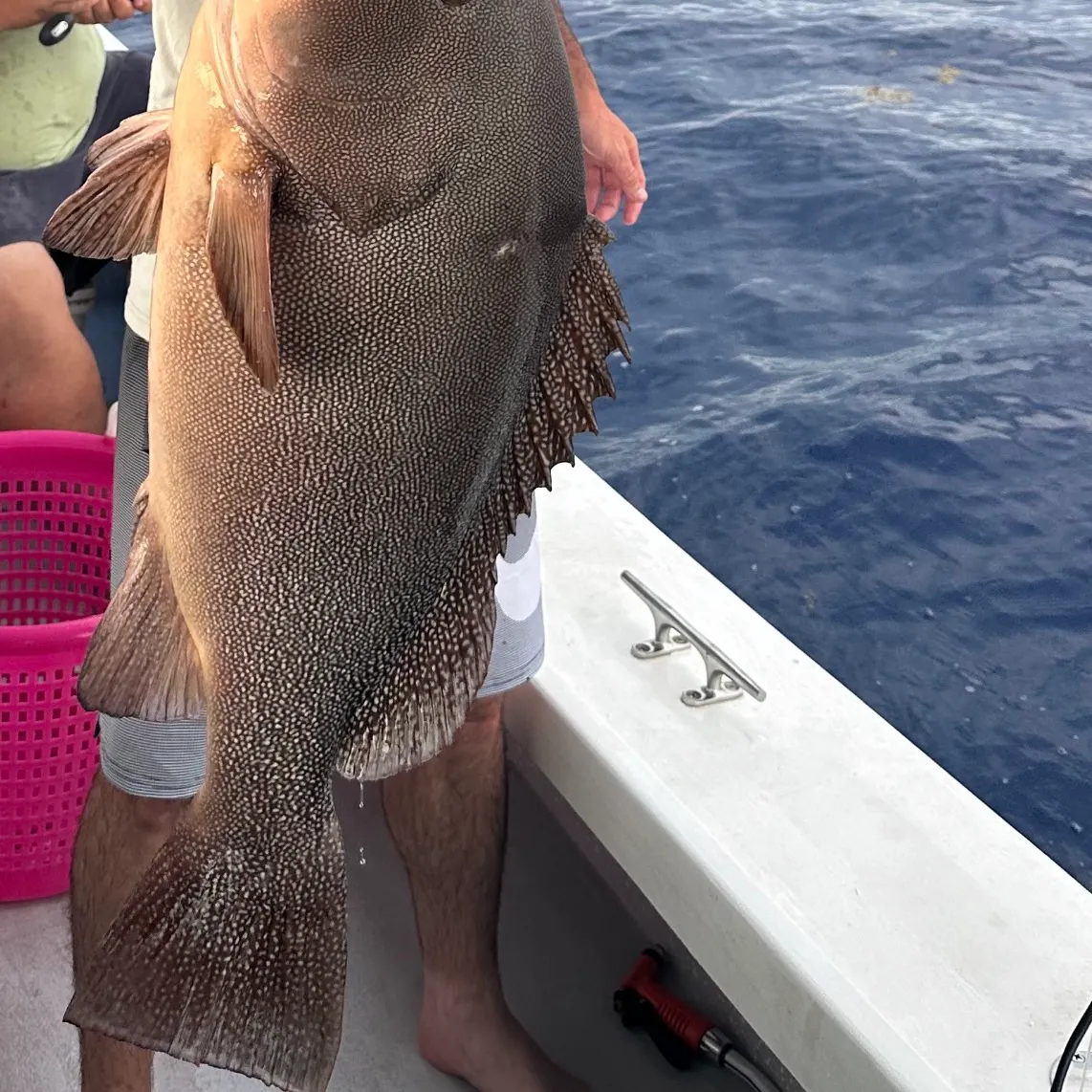 The most recent Speckled hind catches on Fishbrain