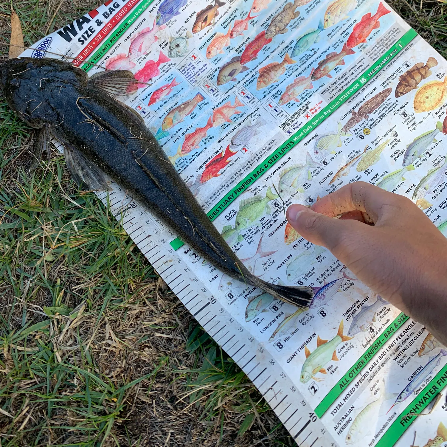 The most recent Bartail flathead catches on Fishbrain
