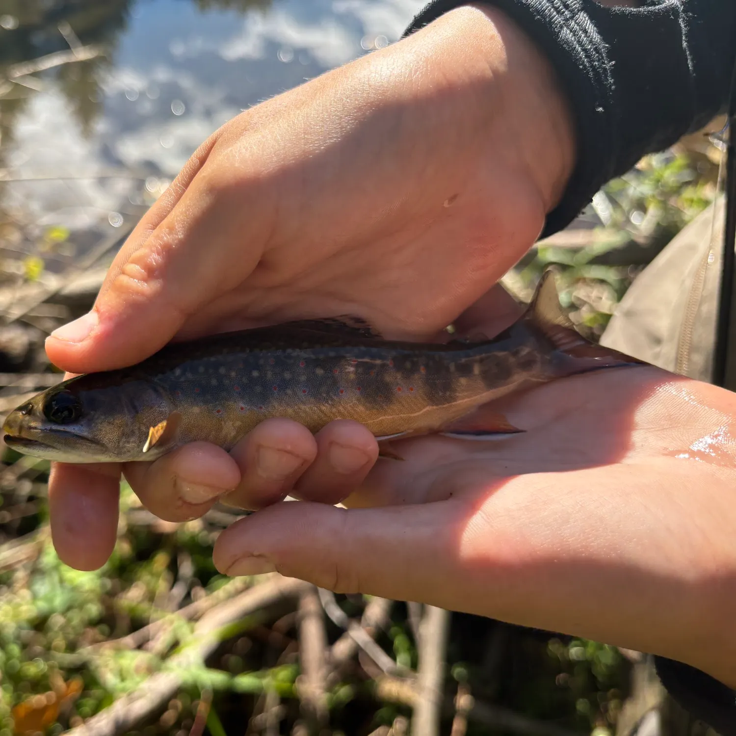 Brook trout caught on Fishbrain