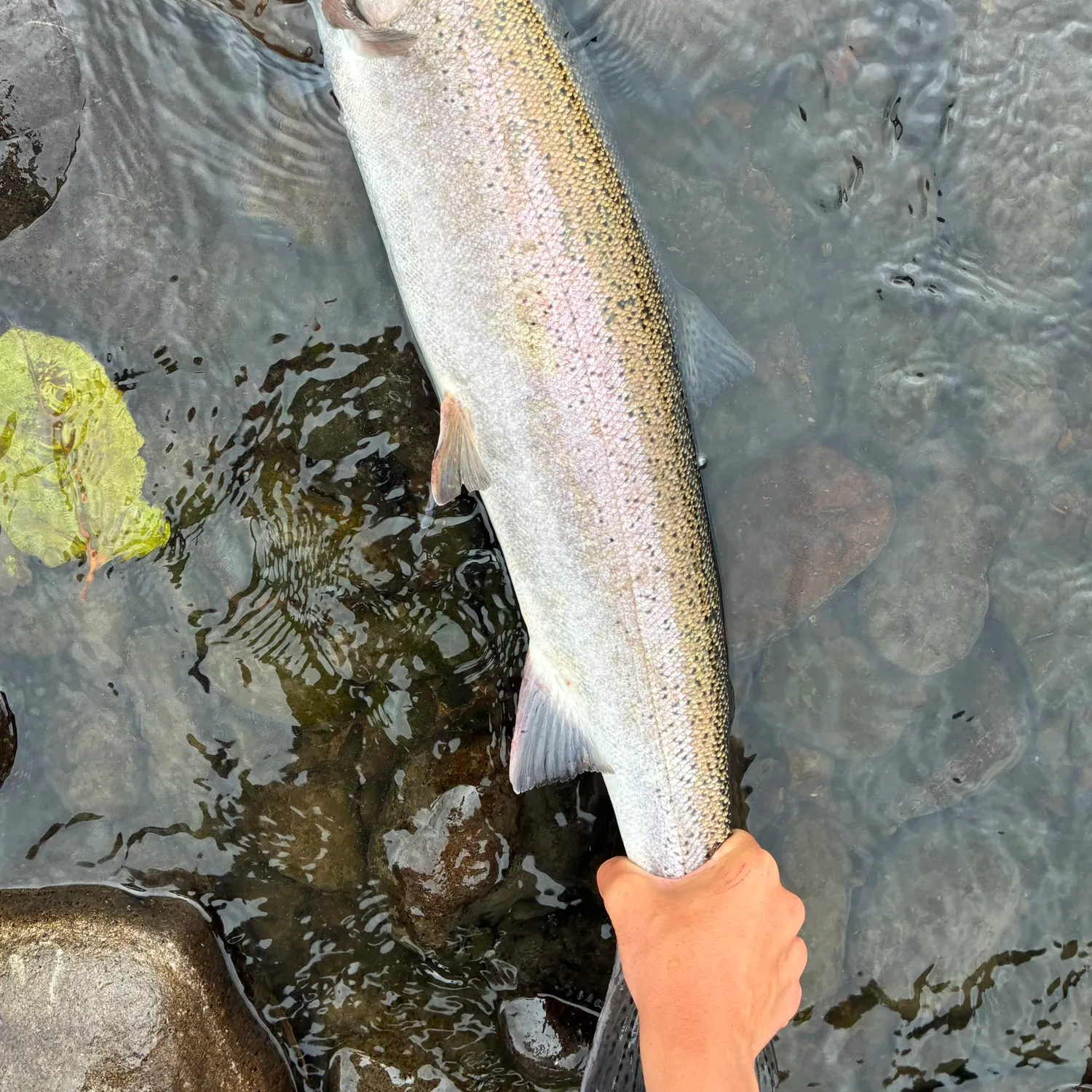Steelhead caught on Fishbrain