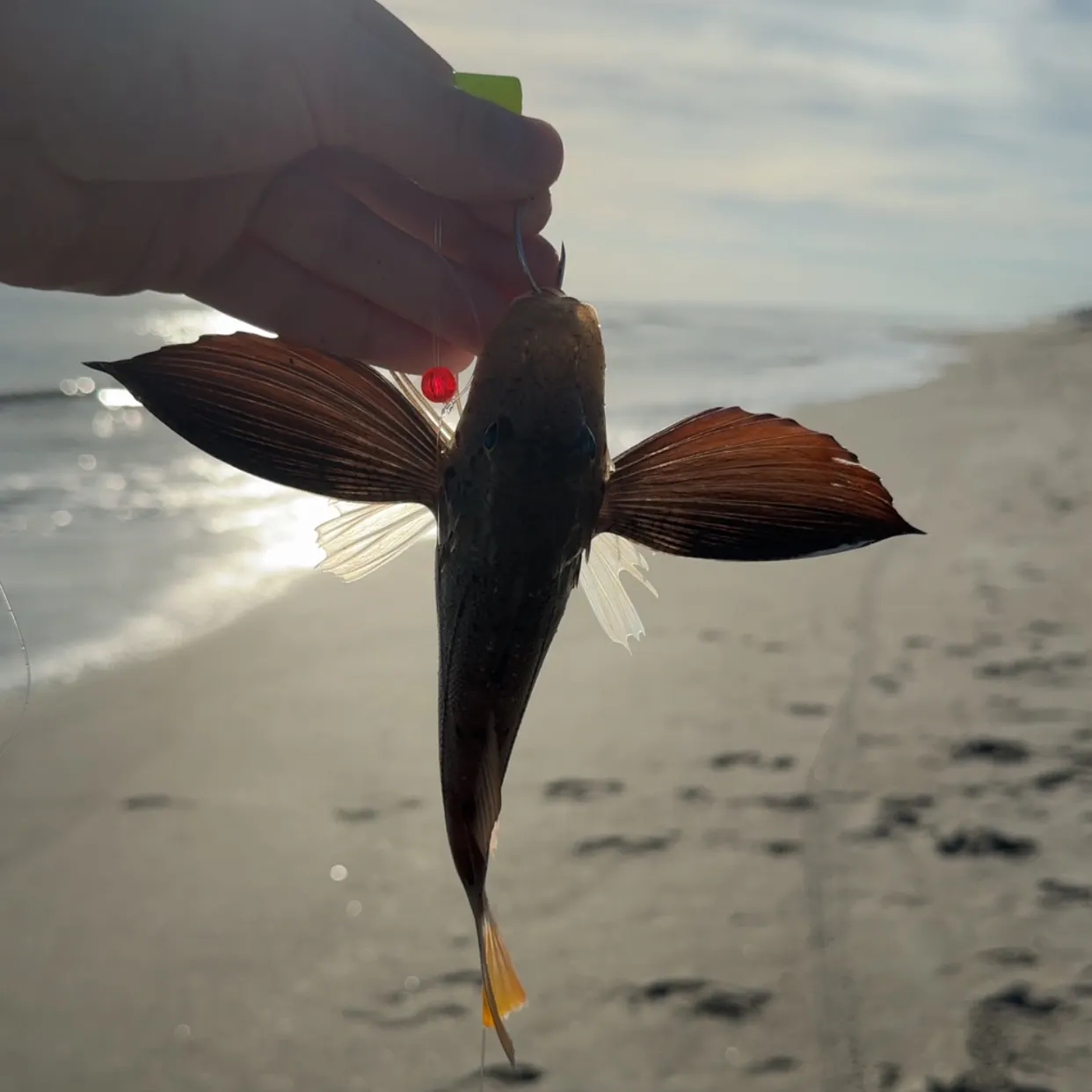 The most recent Bighead searobin catches on Fishbrain